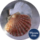 8495 - Sea Washed - Scallop Shell Pair